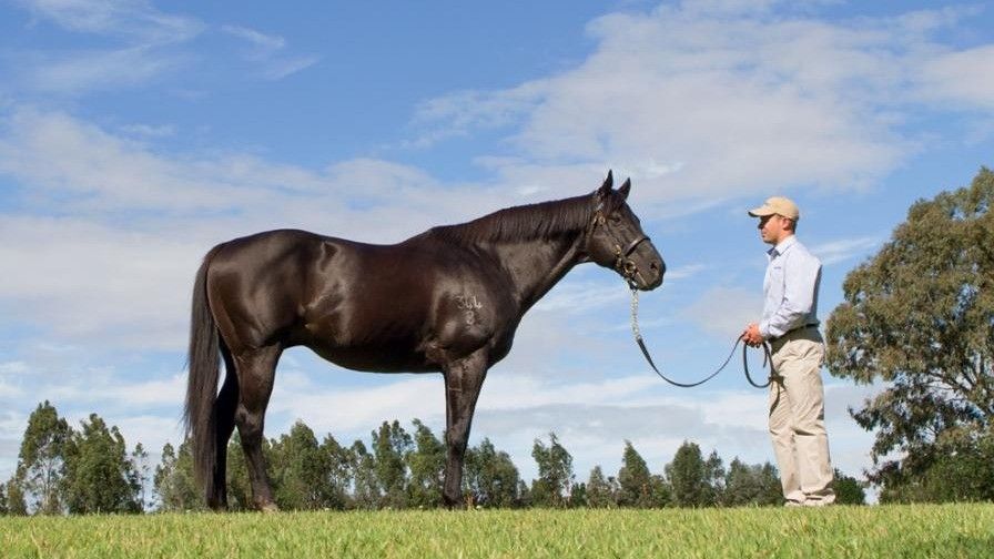 Champion Australian racehorse and successful sire Lonhro passes away at 25 years old