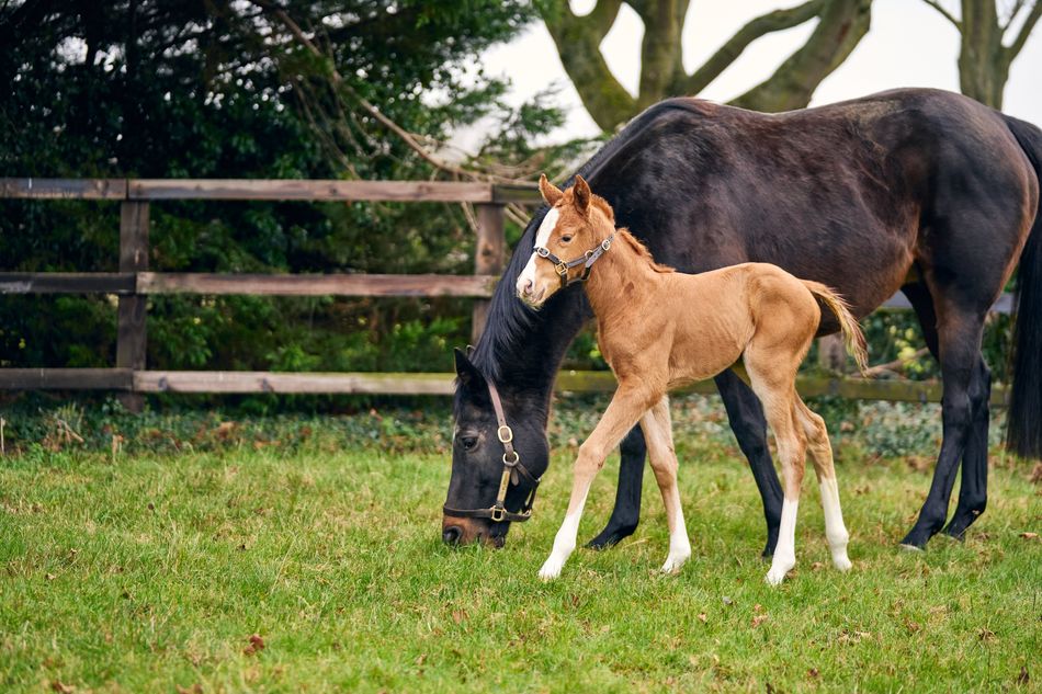 National Stud celebrates arrival of remarkable first foal resembling the Strad