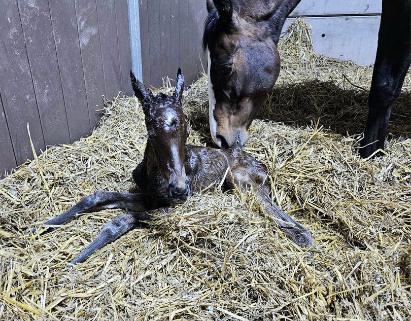 Scottish National queen Win My Wings welcomes her first foal