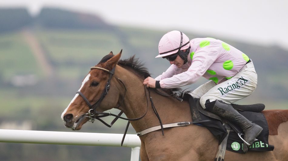 Faugheen doppelgänger, Maughreen, impresses in home workouts and gears up for debut at Punchestown