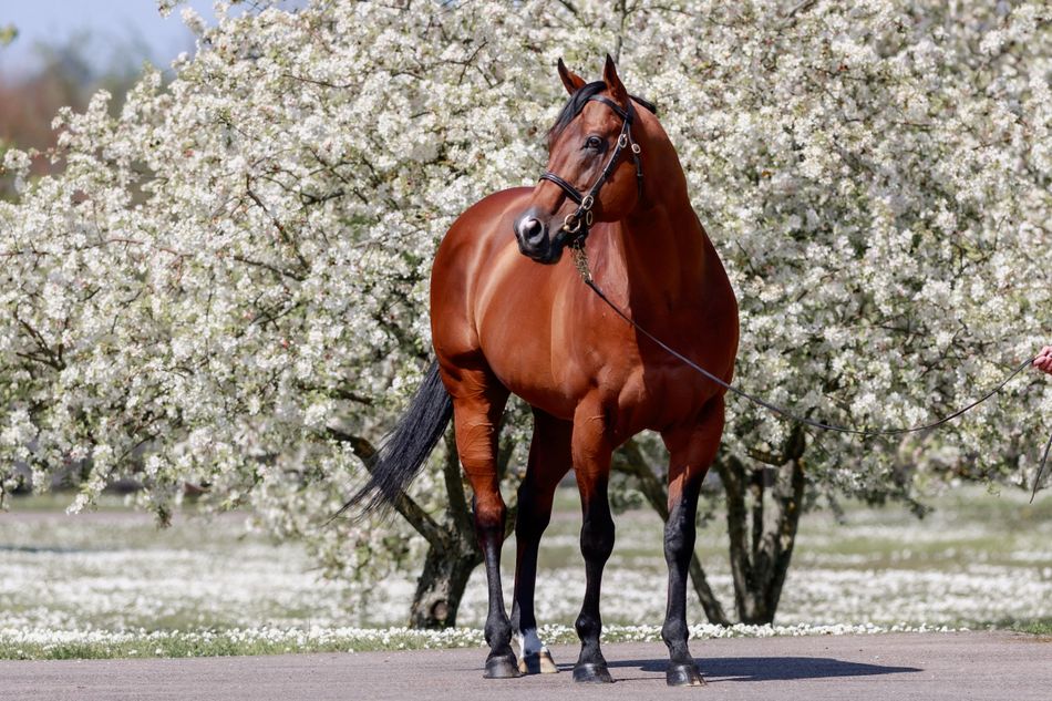 The Court of King Siyouni: Future Prospects for the Notable Stallion of 2023