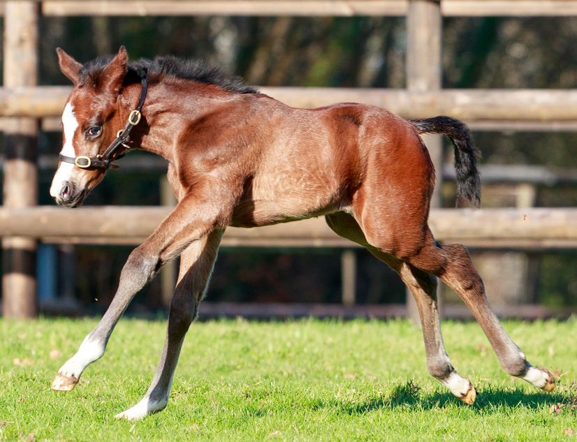 Shadwell’s champion Baaeed welcomes first foal: It’s a filly!