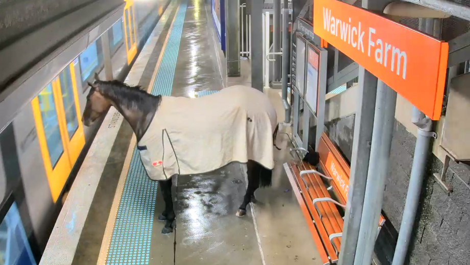 Racehorse Found Loose on Railway Platform Shocks Late-Night Travellers